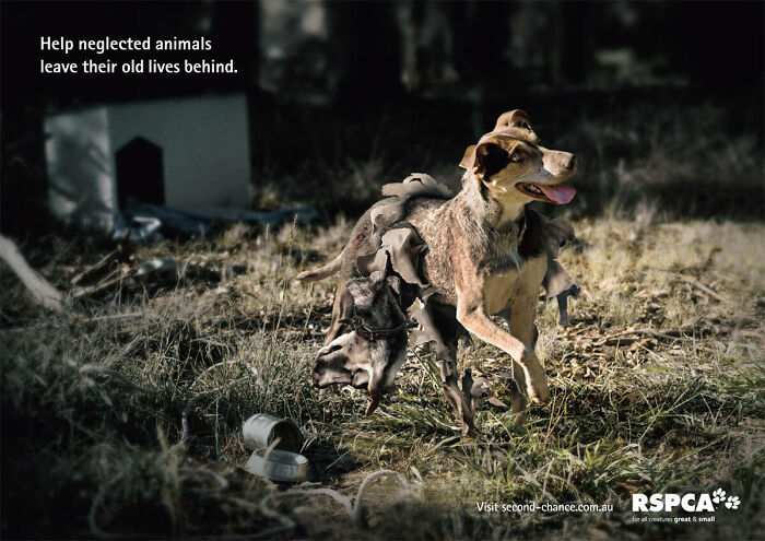 Neglected dogs running in a grassy field, promoting unforgettable canine campaigns for animal rescue awareness.