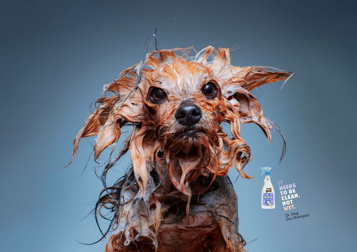 Unforgettable canine campaign featuring a dog with wet fur, promoting Dr. Dog Dry Shampoo.