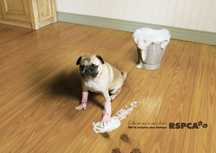 Pug with pink gloves cleaning floor, part of unforgettable canine campaigns from RSPCA.