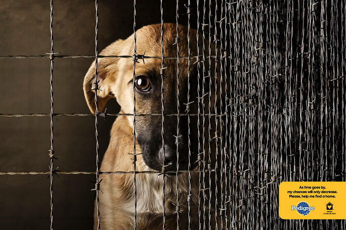 Dog behind wire fence, part of a compelling campaign highlighting adoption and the need for loving homes.