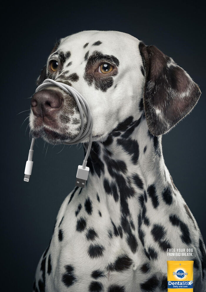 Dalmatian dog with cord wrapped around its nose, part of a creative canine campaign for dental care.