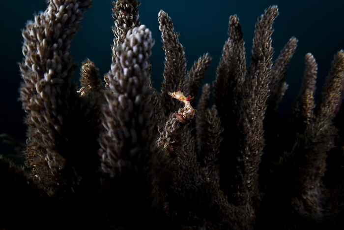 Underwater photo capturing the hidden beauty of ocean coral branches with a tiny seahorse, taken by Daniel Sly.