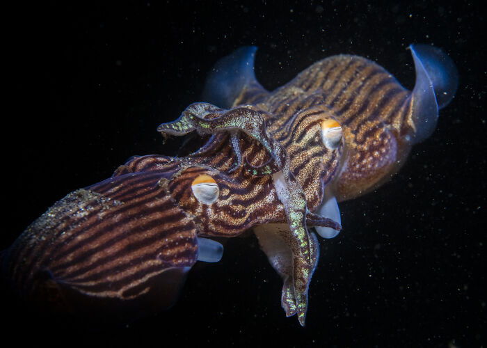 Striped cuttlefish swimming in the ocean, showcasing the hidden beauty of underwater life.