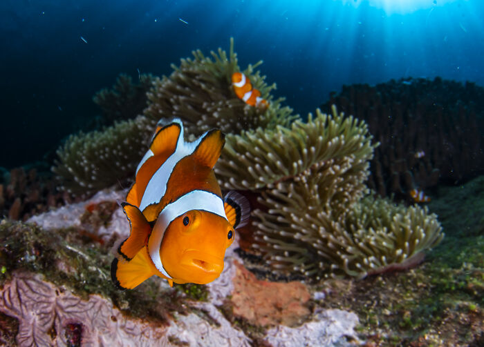 Clownfish swimming near sea anemones, showcasing the hidden beauty of the ocean.