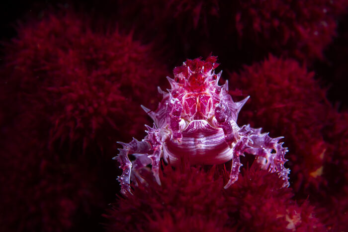 A spiky crab against a vibrant red coral backdrop, showcasing the ocean's hidden beauty in an underwater photo.
