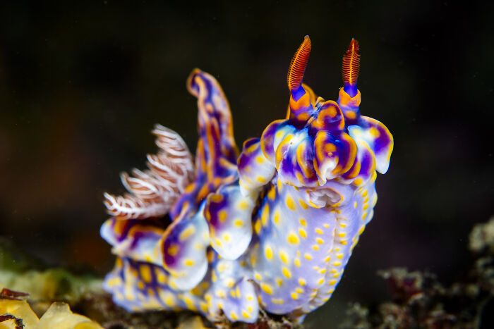 Vibrant nudibranch underwater, showcasing the hidden beauty of the ocean.