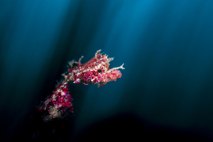 Close-up of a vibrant red underwater creature against a deep blue backdrop, showcasing hidden ocean beauty.
