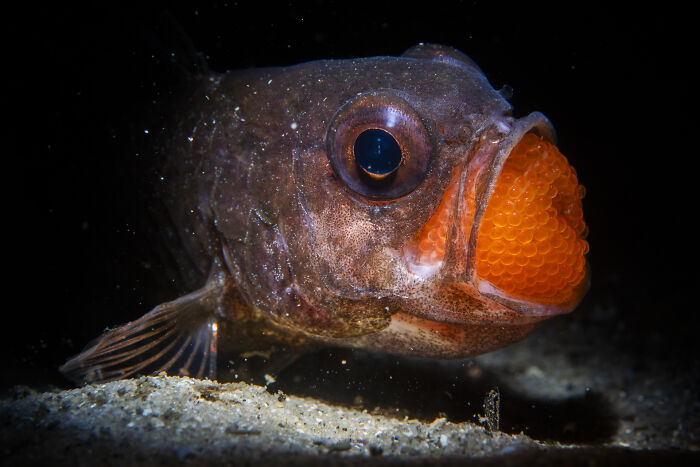 A fish underwater with an open mouth full of orange eggs, showcasing the hidden beauty of the ocean.