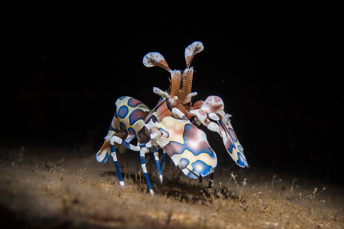Colorful harlequin shrimp highlighting underwater beauty, captured by Daniel Sly.