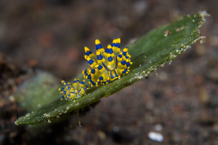 Colorful nudibranchs on seaweed, showcasing the hidden beauty of underwater life.