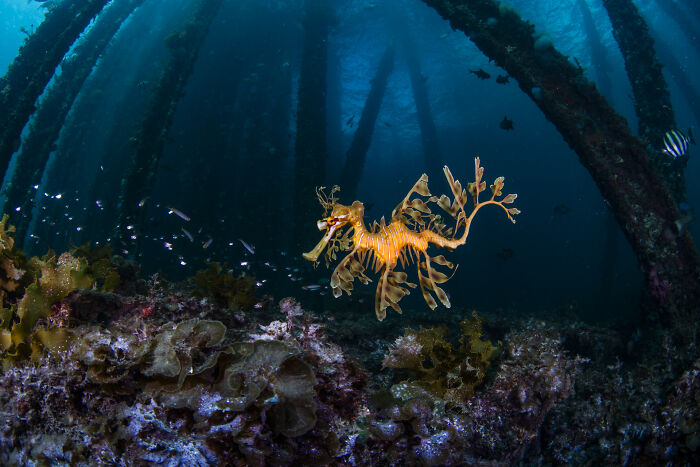 Underwater photo of a leafy sea dragon among coral, showcasing the hidden beauty of the ocean.