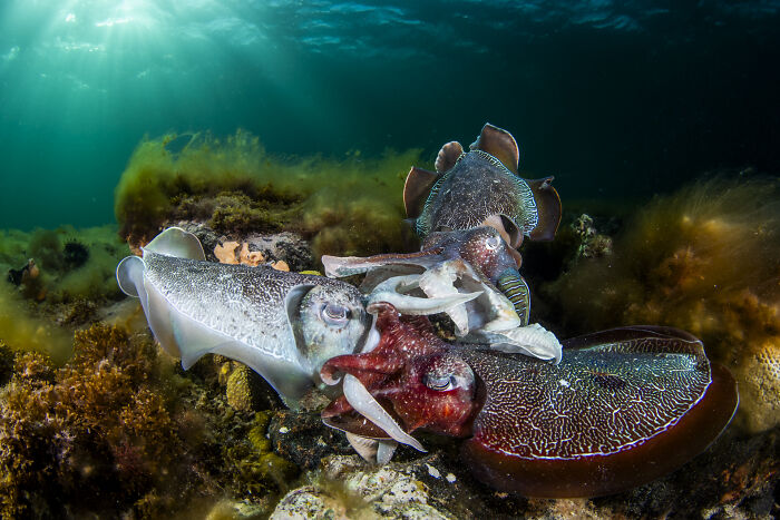 Underwater scene with three vibrant cuttlefish revealing ocean's hidden beauty.