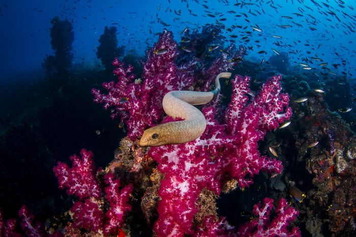 Underwater photo showcasing a sea snake on vibrant pink coral, revealing ocean's hidden beauty.
