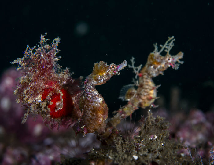 Two seahorses amid ocean flora, showcasing hidden underwater beauty in a captivating scene.