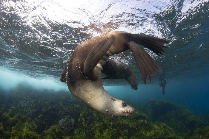 Sea lion gracefully swimming underwater, showcasing the hidden beauty of the ocean.