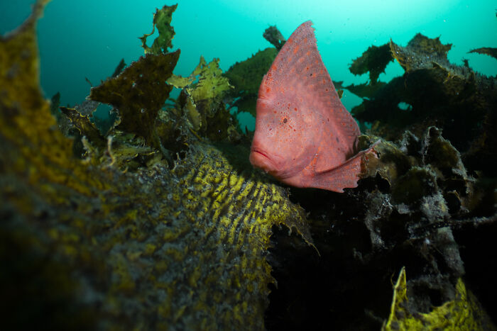 Underwater photo of a red fish among seaweed, showcasing hidden ocean beauty.