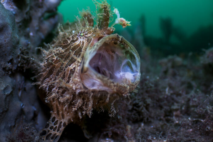 Underwater photo of a unique ocean creature with a wide-open mouth, revealing the hidden beauty of the ocean.