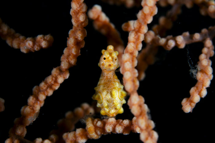 Underwater photo of a tiny yellow seahorse among coral branches capturing ocean's hidden beauty.