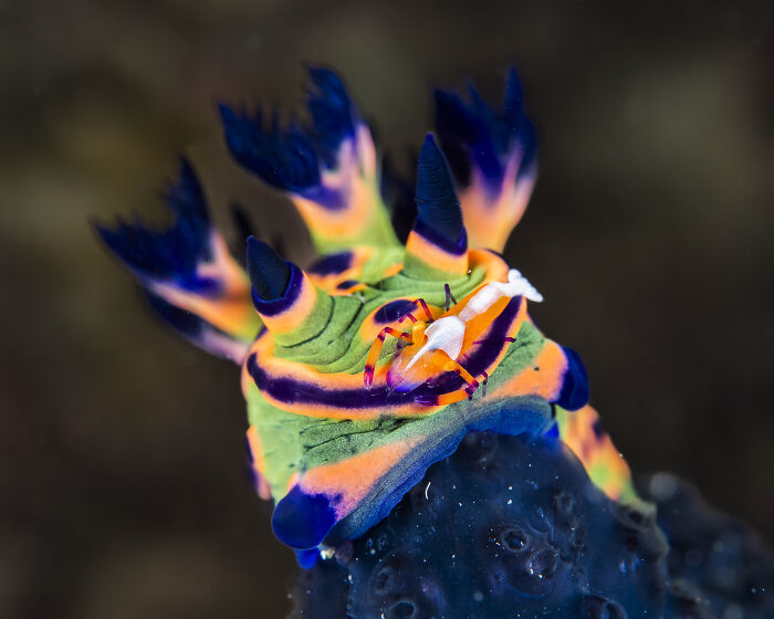 Colorful nudibranch with a tiny white crab, showcasing hidden beauty of the ocean in stunning underwater photography.