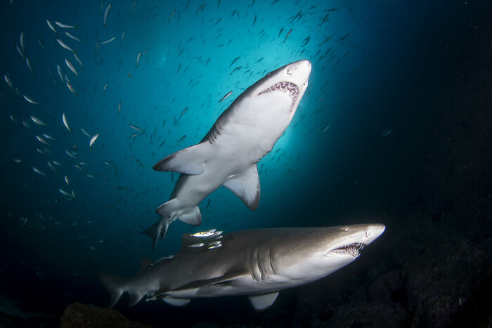 Two sharks swimming in clear ocean with small fish, showcasing underwater beauty.