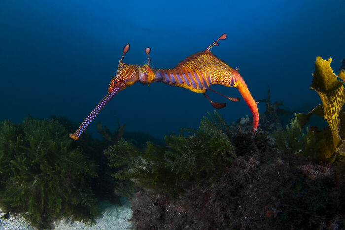 Colorful sea creature swimming over ocean floor, showcasing underwater beauty.