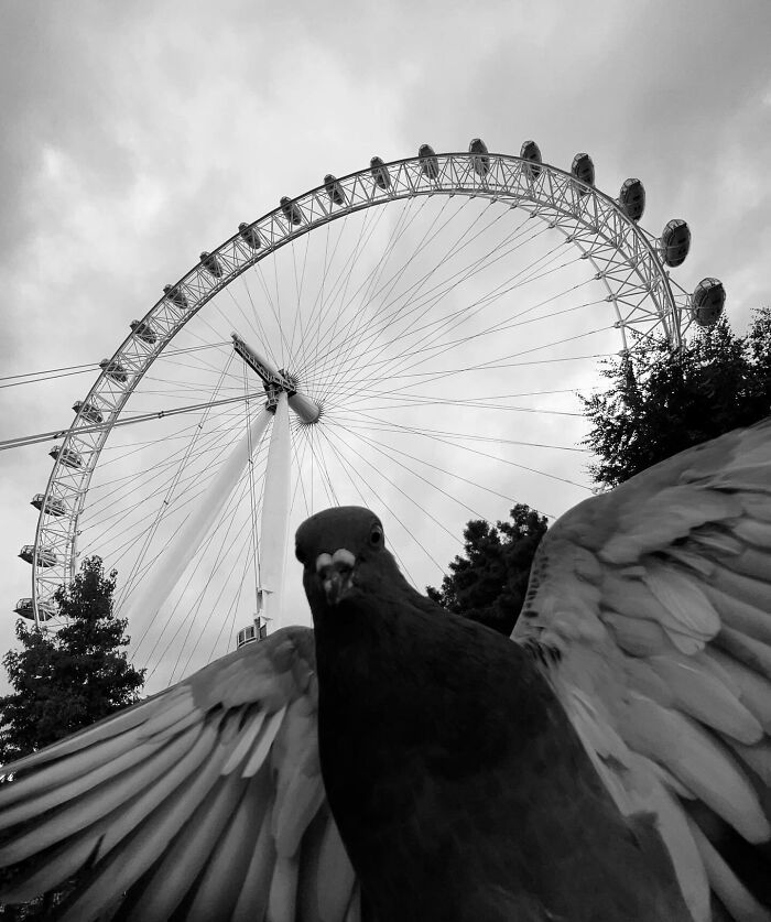 Pigeon in black and white, wings spread, under a ferris wheel capturing a split-second moment.