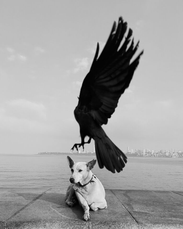 Black and white photo of a bird flying over a dog by the sea, showcasing split-second photography.