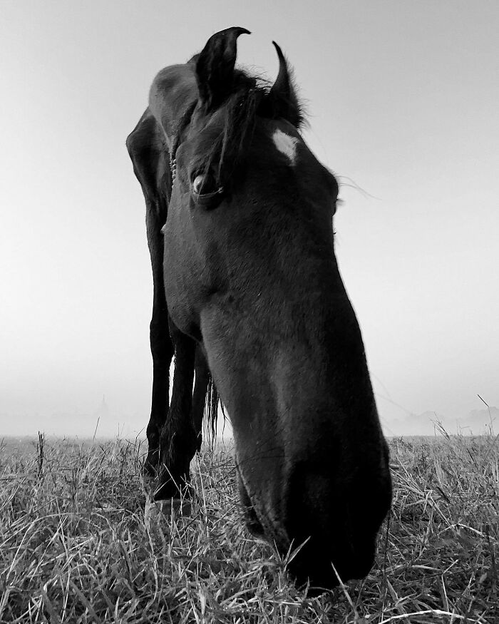 Black horse grazing in a field, captured in a split-second black and white photograph.