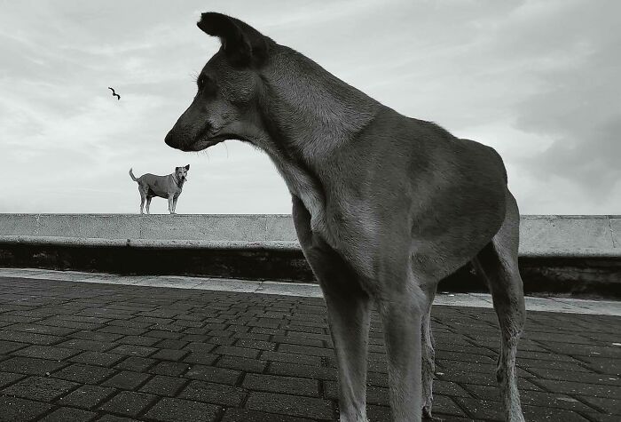 Two dogs in a split-second moment, captured in black and white, with one dog in the foreground and another on a ledge.