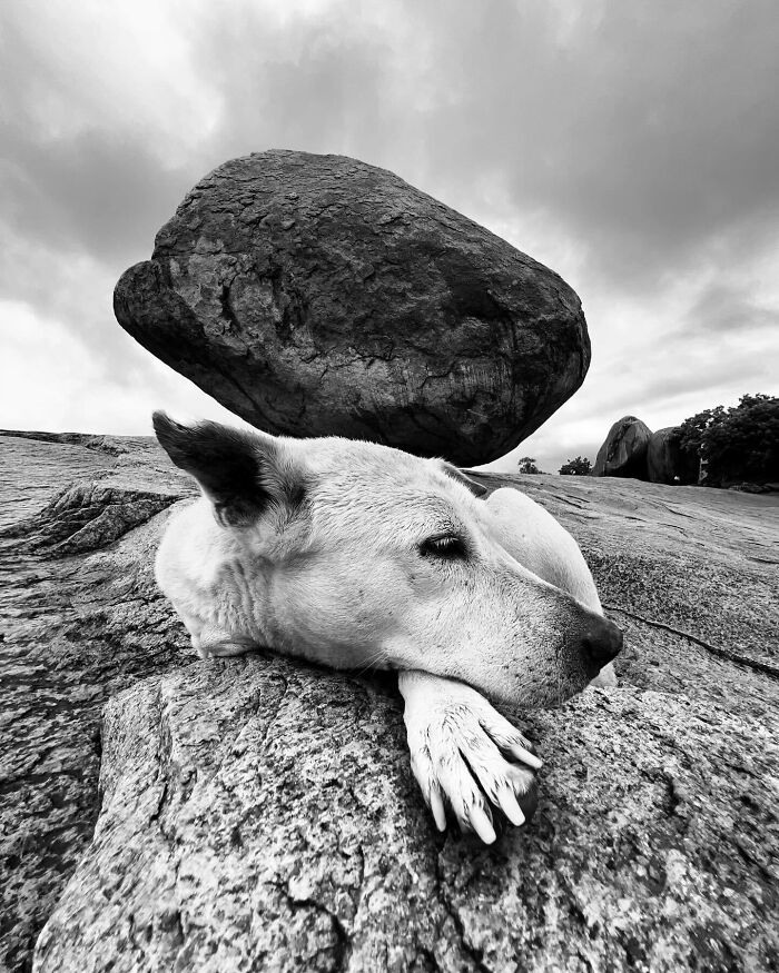 Black and white photo capturing a dog resting on rocky terrain with large boulder in background.