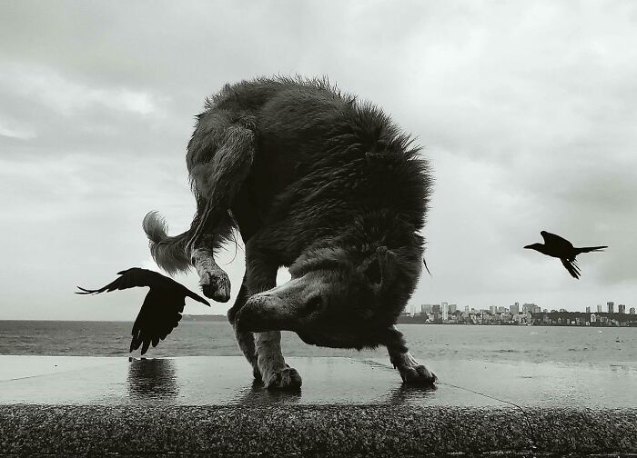 Dog balancing on a ledge near the sea with two birds flying nearby, showcasing a split-second moment in black and white.
