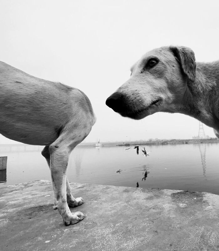 Black and white photo capturing split-second moment of dogs by a riverside, with birds flying in the background.