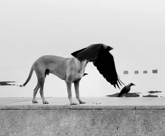 Black and white image capturing a split-second moment of a crow and a dog on a foggy seafront.