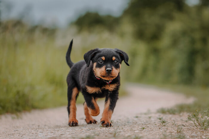 A cute puppy walking on a path, embodying the special bond between animals and humans, by Lea Styger.