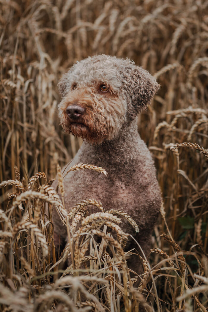 Curly-coated dog sitting in a wheat field, symbolizing the bond between animals and humans.