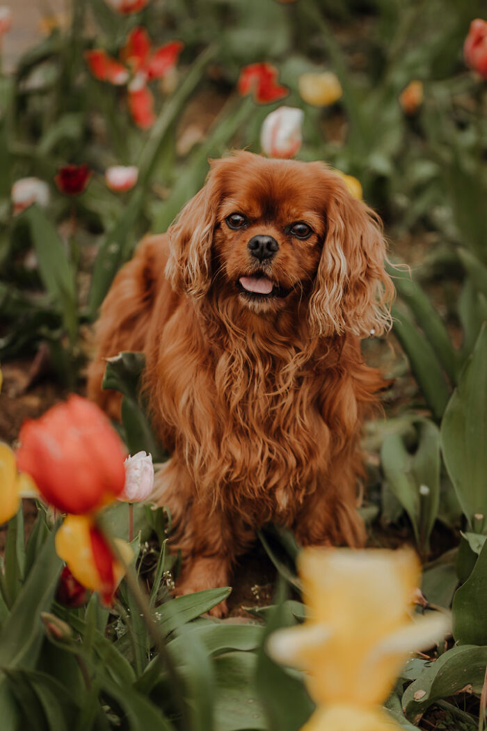 Brown dog in a garden of colorful tulips, capturing the special bond between animals and humans.