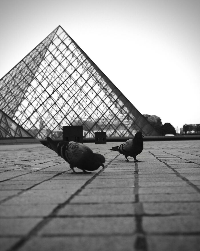 Black-and-white street photograph of pigeons near a glass pyramid structure.