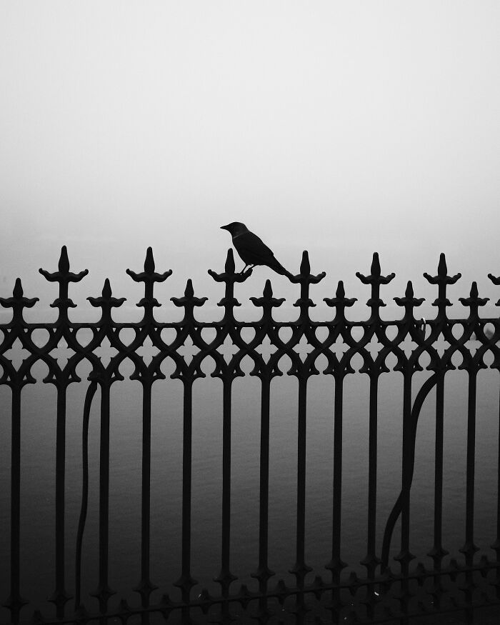 Black-and-white street photograph of a bird perched on an ornate wrought iron fence.