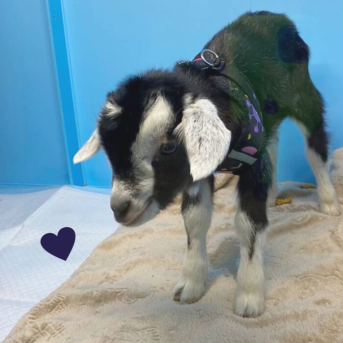 This Baby Goat Finds Love And Care At Clinic After Losing His Mother This Baby Goat Finds Love And Care At Clinic After Losing His Mother