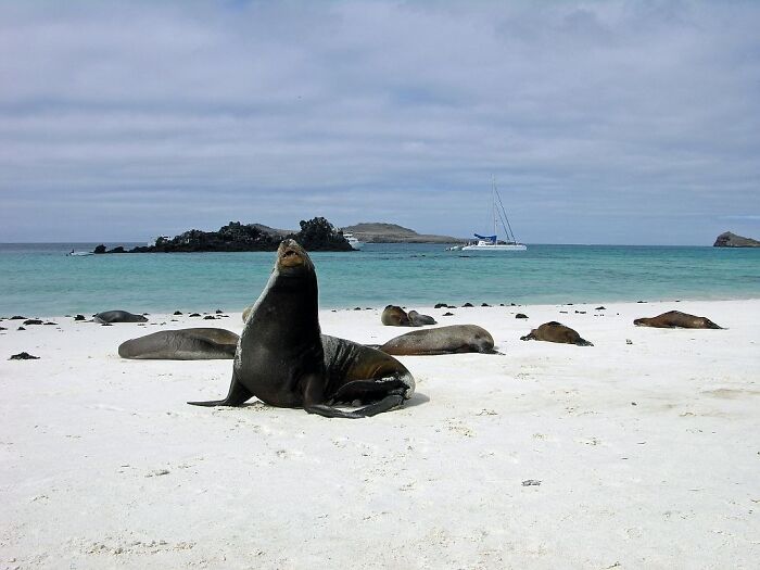 Sea lions lounging on a stunning beach with turquoise waters and a yacht in the distance.
