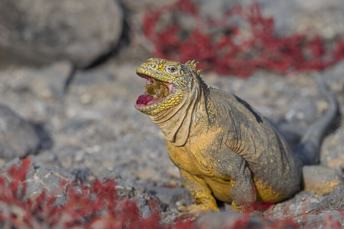 Wildlife photographer captures a vibrant iguana on rocky terrain, showcasing nature's raw beauty.