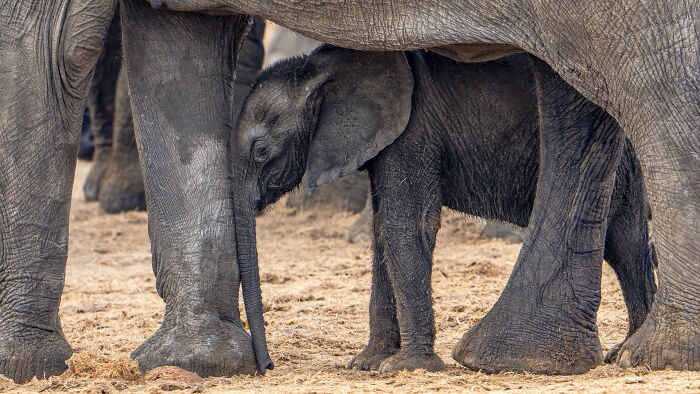 Baby elephant standing near adult elephants, showcasing nature's raw beauty in wildlife photography.