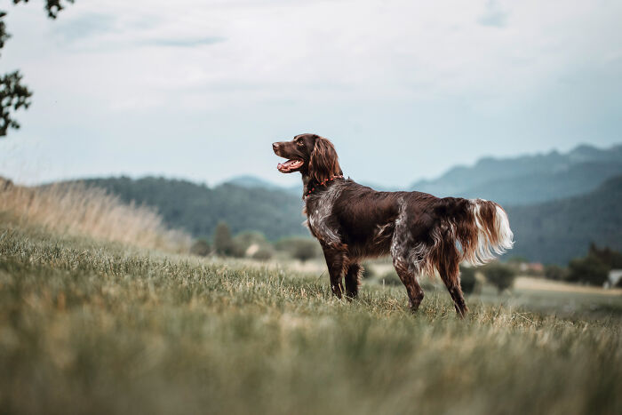 Dog standing in a grassy field with mountains in the background, symbolizing the bond between animals and humans.