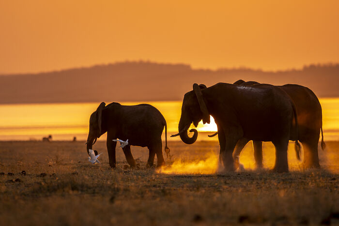Elephants walking at sunset, captured by a wildlife photographer, showcasing nature’s raw beauty.