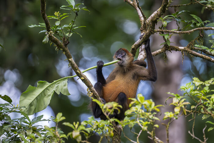 Wildlife photographer captures a monkey in a tree, chewing on a branch amidst lush greenery.