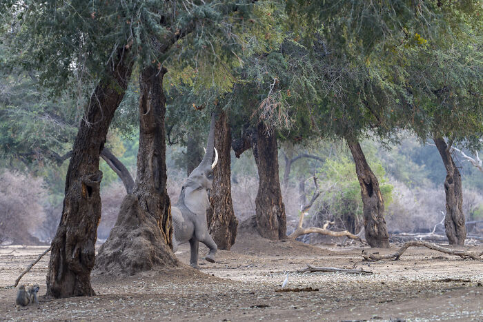 Elephant reaching for leaves in a forest, capturing nature's raw beauty through wildlife photography.