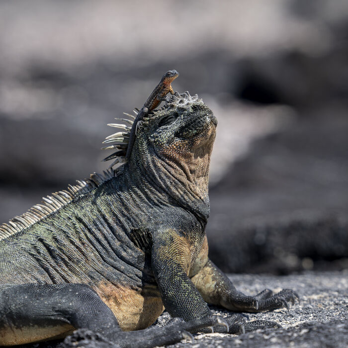 Iguana basking on rocks, showcasing nature's raw beauty through wildlife photography.
