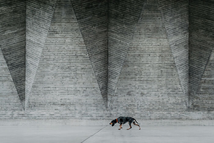 Dog walking alone against a large geometric concrete wall, illustrating the bond between animals and humans.