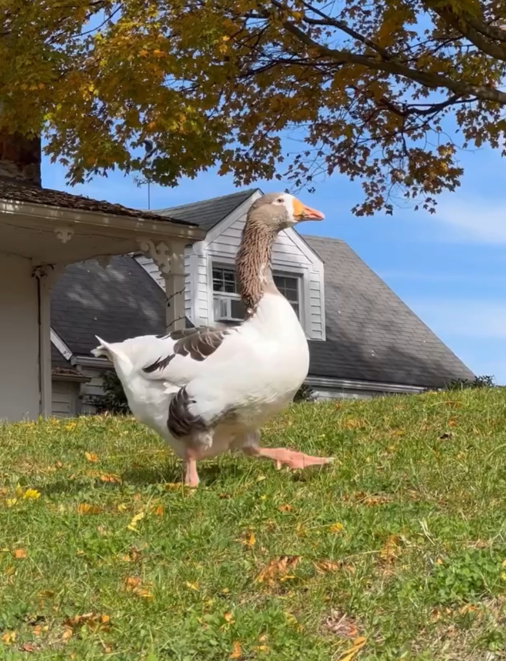 Courageous goose standing on grass, with house and autumn tree in background.