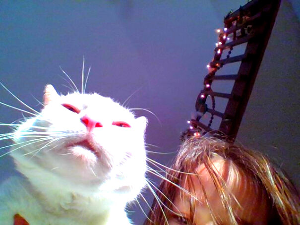 Why Do My Cats Do This To Me?😠😡🤬😭😂😺